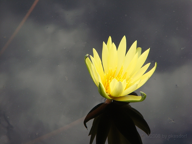 272 Longwood Gardens [2008 August 23].JPG - Longwood Gardens in Pennsylvania